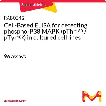 检测培养细胞系中磷酸化P38 MAPK (pThr180 / pTyr182)的基于细胞的ELISA试剂盒 96&#160;assays
