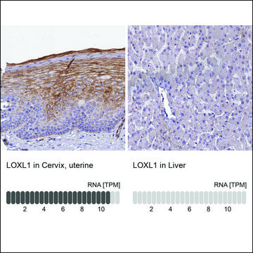 Anti-LOXL1 antibody produced in rabbit Prestige Antibodies&#174; Powered by Atlas Antibodies, affinity isolated antibody, buffered aqueous glycerol solution