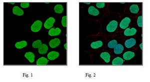 Anti-dimethyl Histone H4 (Arg3), Asymmetric Antibody from rabbit, purified by affinity chromatography