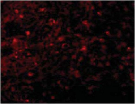 Anti-BCMA Antibody from rabbit, purified by affinity chromatography