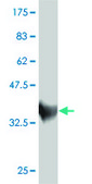 ANTI-ZNF207 antibody produced in mouse clone 6G11, purified immunoglobulin, buffered aqueous solution