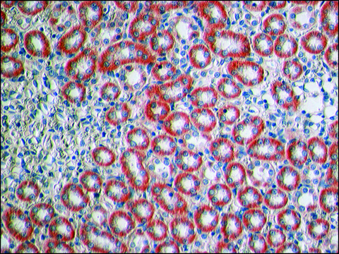 Anti-Claudin-1 antibody produced in rabbit ~1.0&#160;mg/mL, affinity isolated antibody