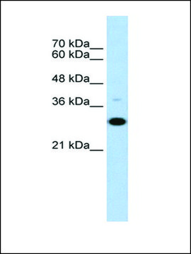 Anti-CD40 antibody produced in rabbit affinity isolated antibody