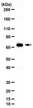 Anti-GLS from rabbit, purified by affinity chromatography