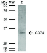 Monoclonal Anti-CD74-Biotin antibody produced in mouse clone 6D9