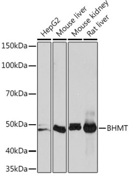 Anti-BHMT Antibody, clone 7O7D7, Rabbit Monoclonal