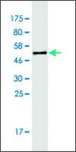 Monoclonal Anti-CLCF1, (C-terminal) antibody produced in mouse clone 7E10, ascites fluid