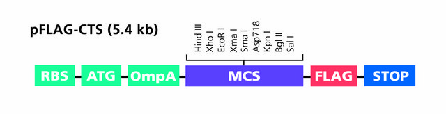 pFLAG-CTS&#8482; Expression Vector Bacterial vector for periplasmic expression of C-terminal FLAG fusion proteins