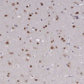 Anti-COPS6 antibody produced in rabbit Prestige Antibodies® Powered by Atlas Antibodies, affinity isolated antibody, buffered aqueous glycerol solution