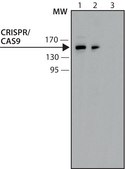 Anti-CRISPR/Cas9 (C-terminal) antibody, Mouse monoclonal clone 10C11-A12, purified from hybridoma cell culture