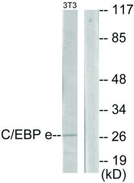 Anti-CEBPE antibody produced in rabbit affinity isolated antibody