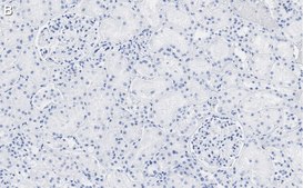 Anti-RBPMS Antibody, clone 1E16 ZooMAb® Rabbit Monoclonal recombinant, expressed in HEK 293 cells