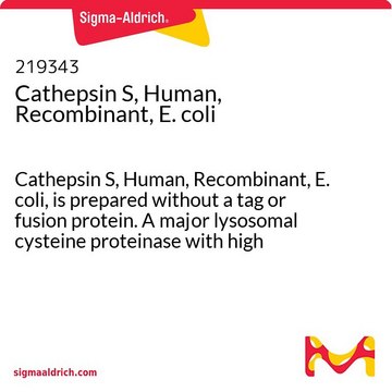 组织蛋白酶S，人，重组，大肠埃希菌 Cathepsin S, Human, Recombinant, E. coli, is prepared without a tag or fusion protein. A major lysosomal cysteine proteinase with high specific activity.