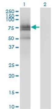 Monoclonal Anti-BMX antibody produced in mouse clone 3G3, purified immunoglobulin, buffered aqueous solution