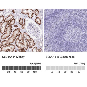 Anti-SLC4A4 antibody produced in rabbit Prestige Antibodies&#174; Powered by Atlas Antibodies, affinity isolated antibody, buffered aqueous glycerol solution