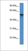 Anti-SDPR antibody produced in rabbit affinity isolated antibody