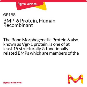 BMP-6 Protein, Human Recombinant The Bone Morphogenetic Protein 6 also known as Vgr-1 protein, is one of at least 15 structurally &amp; functionally related BMPs which are members of the TGF-&#946; superfamily.