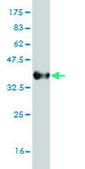 Monoclonal Anti-CCL7 antibody produced in mouse clone 4B5, purified immunoglobulin, buffered aqueous solution