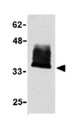 Anti-Fn14 Antibody from rabbit, purified by affinity chromatography