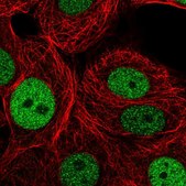Anti-GINS2 antibody produced in rabbit Prestige Antibodies® Powered by Atlas Antibodies, affinity isolated antibody, buffered aqueous glycerol solution
