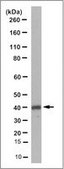 Anti-Pex3 Antibody, clone 14F3.2