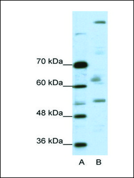 Anti-PEG3 antibody produced in rabbit affinity isolated antibody