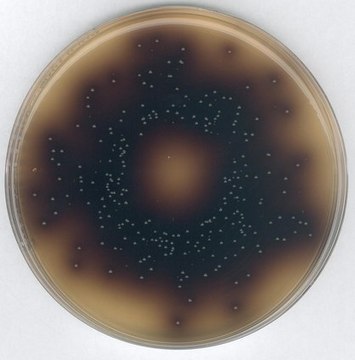 GranuCult&#174; plus Bile Aesculin Azide Agar ISO 7899-2, for Streptococcus spp., for Enterococcus spp., suitable for microbiology