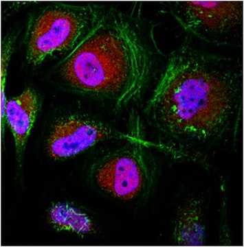 Anti-Sin3A Antibody from rabbit, purified by affinity chromatography