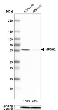 Anti-IMPDH2 antibody produced in rabbit Prestige Antibodies&#174; Powered by Atlas Antibodies, affinity isolated antibody, buffered aqueous glycerol solution