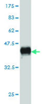 Monoclonal Anti-KSR1 antibody produced in mouse clone 6C7, purified immunoglobulin, buffered aqueous solution