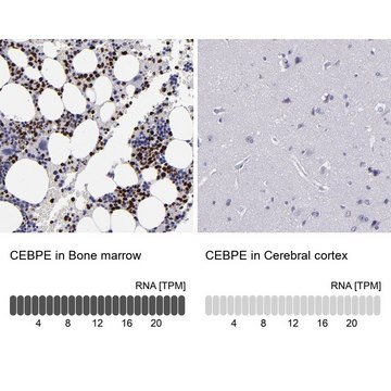 Anti-CEBPE antibody produced in rabbit Prestige Antibodies&#174; Powered by Atlas Antibodies, affinity isolated antibody, buffered aqueous glycerol solution