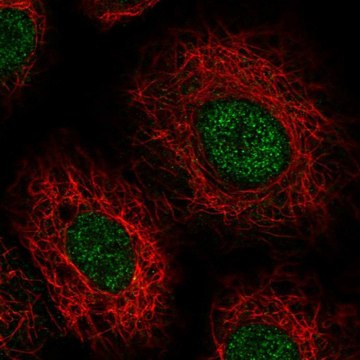 Anti-USB1 antibody produced in rabbit Prestige Antibodies&#174; Powered by Atlas Antibodies, affinity isolated antibody