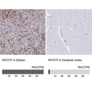 Anti-MYO1F antibody produced in rabbit Prestige Antibodies&#174; Powered by Atlas Antibodies, affinity isolated antibody, buffered aqueous glycerol solution