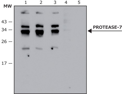 兔抗-蛋白酶-7抗体 affinity isolated antibody