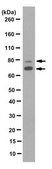 Anti-Lamin A/C Antibody, clone 2E8.2 clone 2E8.2, from mouse