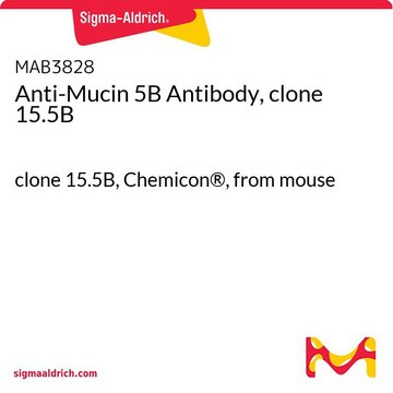 Anti-Mucin 5B Antibody, clone 15.5B clone 15.5B, Chemicon&#174;, from mouse