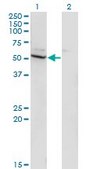 Monoclonal Anti-CYP26B1 antibody produced in mouse clone 2G7, purified immunoglobulin, buffered aqueous solution