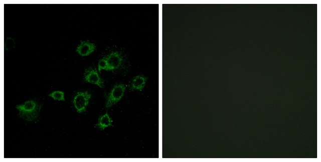 Anti-LILRA1 antibody produced in rabbit affinity isolated antibody