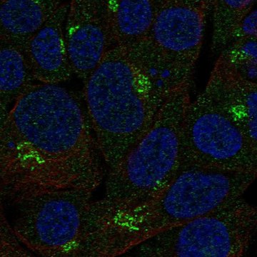 Anti-B3Galnt2 Antibody Produced In Rabbit Prestige Antibodies&#174; Powered by Atlas Antibodies, affinity isolated antibody, buffered aqueous glycerol solution