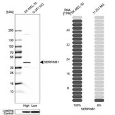 Anti-SERPINB1 antibody produced in rabbit Prestige Antibodies® Powered by Atlas Antibodies, affinity isolated antibody, buffered aqueous glycerol solution