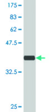 Monoclonal Anti-ARHGEF11 antibody produced in mouse clone 2H7, purified immunoglobulin, buffered aqueous solution