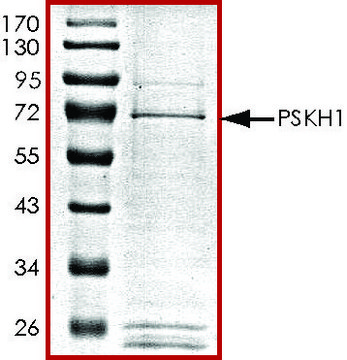 PSKH1, GST tagged human recombinant, expressed in baculovirus infected Sf9 cells, &#8805;70% (SDS-PAGE), buffered aqueous glycerol solution