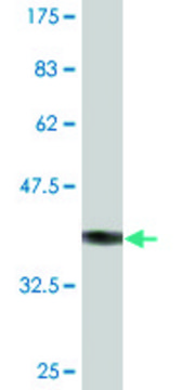 Monoclonal Anti-CDH19 antibody produced in mouse clone 1G4, purified immunoglobulin, buffered aqueous solution