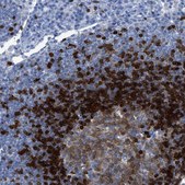 Anti-TCL1A antibody produced in rabbit Prestige Antibodies® Powered by Atlas Antibodies, affinity isolated antibody, buffered aqueous glycerol solution