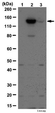 Anti-phospho JAK-2 (Tyr570) Antibody from rabbit, purified by affinity chromatography