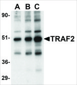 Anti-TRAF2 antibody produced in rabbit affinity isolated antibody, buffered aqueous solution