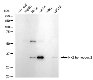 Anti NK2 Homeobox 2 Antibody, clone 24GB715, Rabbit Monoclonal clone 24GB715, recombinant rabbit monoclonal, expressed in HEK293 cells