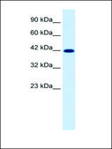 Anti-KCNQ2 antibody produced in rabbit IgG fraction of antiserum