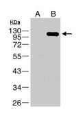 Anti-NS5 antibody produced in rabbit affinity isolated antibody, buffered aqueous solution