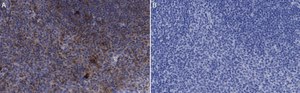 Anti-CD25 (IL2-RA) Antibody, clone 1K6 ZooMAb® Rabbit Monoclonal recombinant, expressed in HEK 293 cells